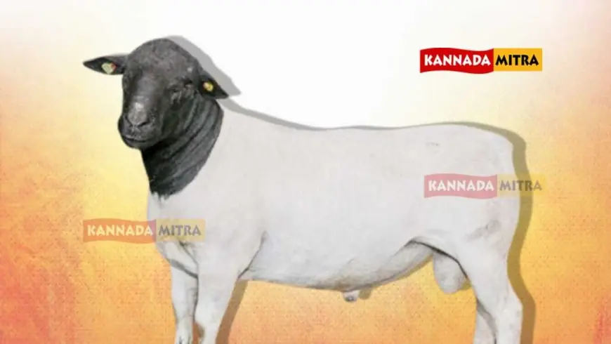 ರೈತರಿಗೆ ಕೋಟಿ ಕೋಟಿ ಆದಾಯದ ಡಾರ್ಪರ್ ಕುರಿ ಸಾಕಣೆ | ವಿದೇಶಿ ತಳಿಯ ಸಂಪೂರ್ಣ ಮಾಹಿತಿ ಇಲ್ಲಿದೆ... Dorper Sheep farming