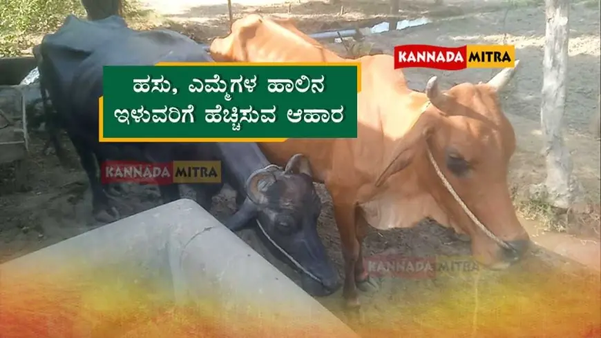Cow Buffalo Best food - ಹಸು, ಎಮ್ಮೆಗಳ ಹಾಲಿನ ಇಳುವರಿಗೆ ಹೆಚ್ಚಿಸುವ ಆಹಾರ | ಇಲ್ಲಿದೆ ರೈತರಿಗೆ ಸಂಪೂರ್ಣ ಮಾಹಿತಿ....