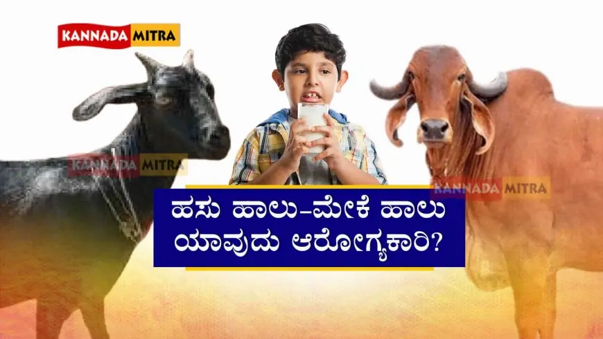 Cow Milk Goat Milk - ಹಸು ಹಾಲು-ಮೇಕೆ ಹಾಲು: ಇದರಲ್ಲಿ ಯಾವುದು ಆರೋಗ್ಯಕಾರಿ? ವೈದ್ಯಲೋಕ ಏನು ಹೇಳುತ್ತದೆ?