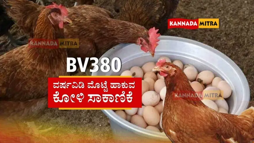 BV380 Egg Poultry-ವರ್ಷವಿಡಿ ಮೊಟ್ಟೆ ಹಾಕುವ ಕೋಳಿ ಸಾಕಾಣಿಕೆಯಿಂದ ಭರ್ಜರಿ ಆದಾಯ | ಸಾಕಾಣಿಕೆಯ ಸೂತ್ರಗಳು ಇಲ್ಲಿವೆ...